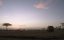    / Man Among Cheetahs - 