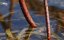    / Cuba's Secret Reef - 