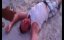 Headbutt knock out