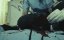    / Love Is Cold / Ngoi bei sei ang laang - 