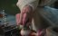 ����� ������� ������ ���� / Shang Gong Zhu / Tigers Sniff the Rose - 1 �����, 2 �����