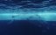 .    / .     Antarktis. Leben am Limit / Les Secrets des Animaux des Glaces / Antarctica. Living on the Edge - 