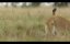 ��� / Lion - 1 �����, 4 �����
