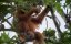 ��������� ��� ����������� / The Last Orangutan Eden - �������