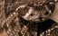   / World's Deadliest Bite - 
