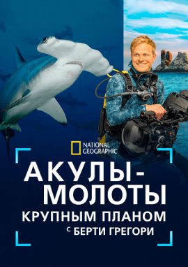 �����‑������ ������� ������ � ����� ������� / Hammerhead Sharks Up Close with Bertie Gregory