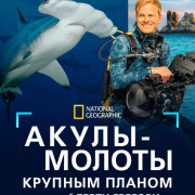 �����‑������ ������� ������ � ����� ������� / Hammerhead Sharks Up Close with Bertie Gregory