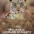 ���-�����: �������� ��������� / Sri Lanka: Leopard Dynasty
