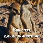 ��� ���� ����� ����� �������� / How the Wild Things Sleep