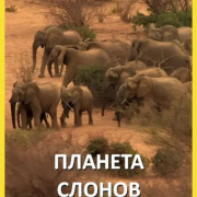 ������� ������ / Elephant Planet