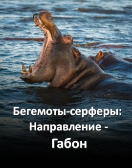 ��������‑�������: ����������� � ����� / Surfing Hippos - Gabon's Jungle Beach