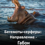 ��������‑�������: ����������� � ����� / Surfing Hippos - Gabon's Jungle Beach