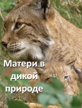Wild Mothers