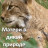 Wild Mothers