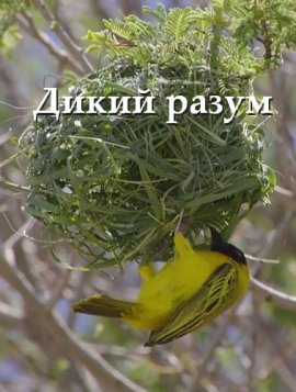 Дикий разум / Mind Wild смотреть онлайн