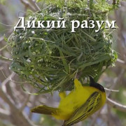 ����� ����� / Mind Wild ��� �����