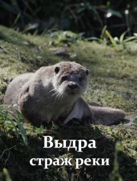 ����� - ����� (���������) ���� / Otter: The River Guardian