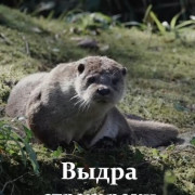 ����� - ����� (���������) ���� / Otter: The River Guardian
