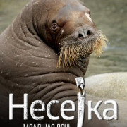 Несейка. Младшая дочь