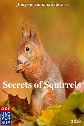   / Secrets of Squirrels