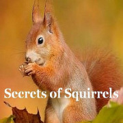   / Secrets of Squirrels