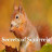   / Secrets of Squirrels