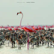      / Migrating to Mexico