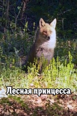   / The Prince of the Forest