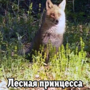   / The Prince of the Forest