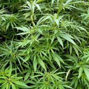 BBC Horizon: Конопля. Опасное зелье? / BBC Horizon: Cannabis. The Evil Weed?