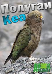 ������� Kea / Parrot Kea