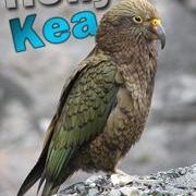 ������� Kea / Parrot Kea