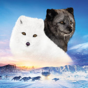   :   / Kina et Yuk, renards de la banquise