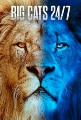      / Big Cats 24/7  