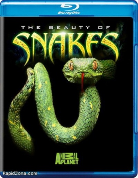 Красота змей / The Beauty Of Snakes