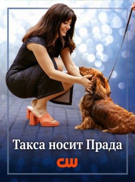 ���� � ������ / Paws in the City