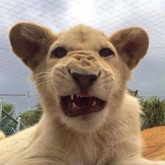 ������