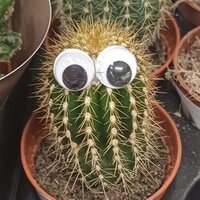 ������
