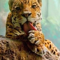 ������