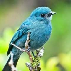 ������