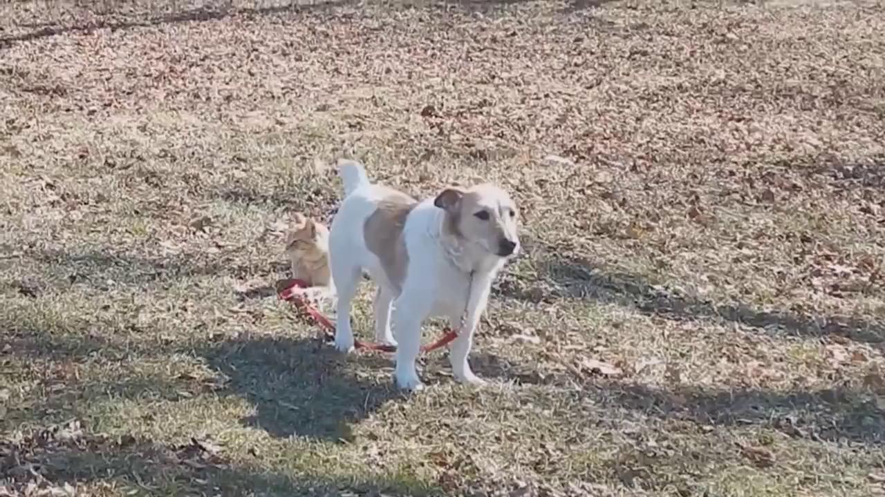 ������