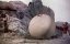     / The 7th Voyage of Sinbad - 
