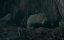 �������� ������ / Rat King / Rottakuningas - �����