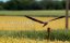  :    / Circus In the Sky: Kites And Harriers -  