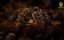   / A Bee's Diary - 