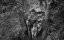 : - / Tarzan the Ape Man - 
