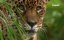 ����� - ������ �������� / Jaguar - King of the Jungle - ������� �������