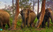 ������� ������ / Elephant Planet - �����