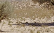 ������� ����� ������ / Great Parks of Africa - 1 �����, 5 �����