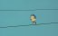   / Father of the Bird - 